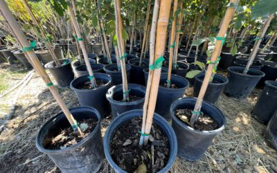 Trees Arrive For First “Richardson Replants” Giveaway Tomorrow