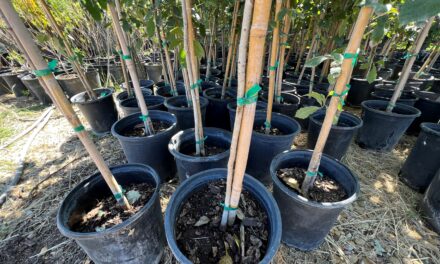 Trees Arrive For First “Richardson Replants” Giveaway Tomorrow