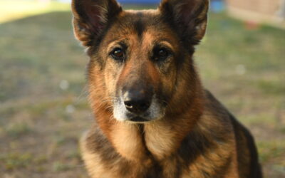 Pet of the Week