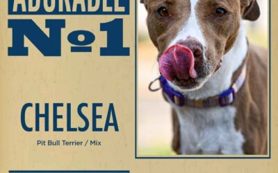 Pet of the Week