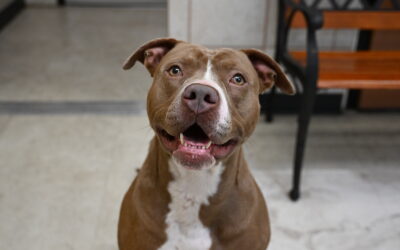 Pet of the Week