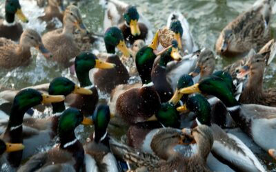 City Pond/Lake Etiquette: Don’t Feed the Ducks; Fishing Allowed
