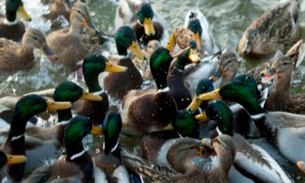 City Pond/Lake Etiquette: Don’t Feed the Ducks; Fishing Allowed