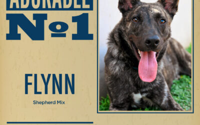 Pet of the Week