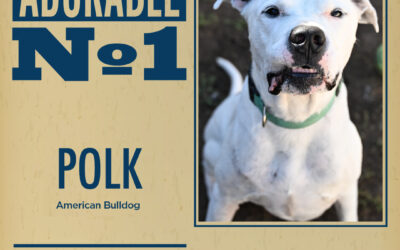 Pet of the Week