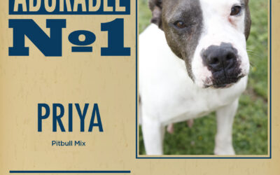 Pet of the Week