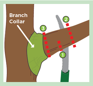It’s Tree Trimming Time