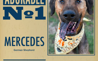 Pet of the Week