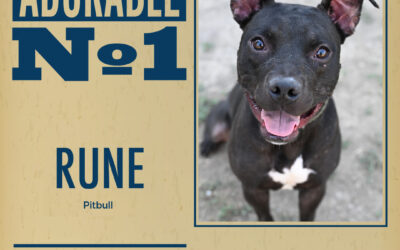 Pet of the Week