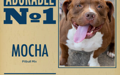 Pet of the Week