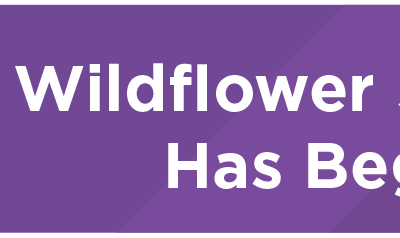 Wildflower Seeding Has Begun 