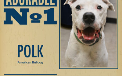 Pet of the Week