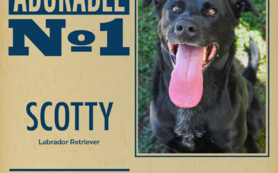 Pet of the Week