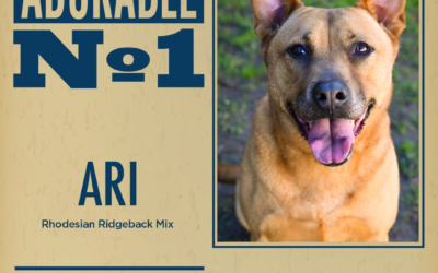 Pet of the Week