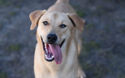 Pet of the Week