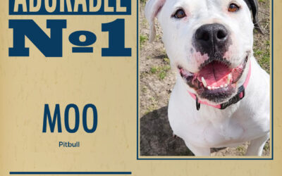 Pet of the Week