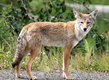 Annual Wildlife Habits Cause Increase in Coyote, Bobcat Activity 