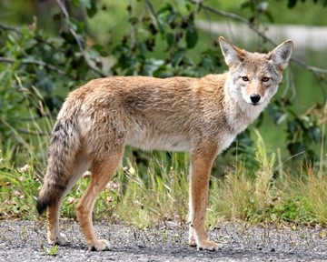 Annual Wildlife Habits Cause Increase in Coyote, Bobcat Activity 
