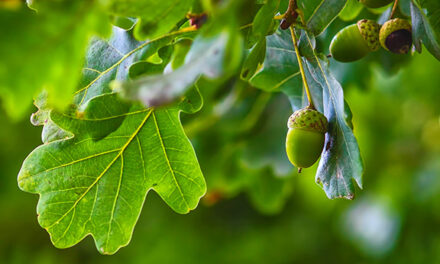 One More Week to Prune Oak Trees 