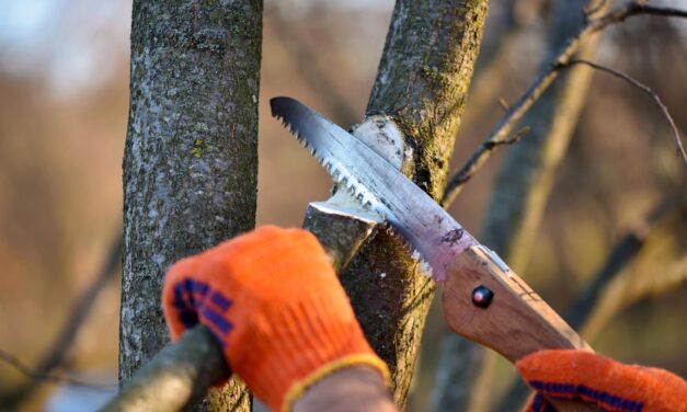 Pruning Tips from the Experts 