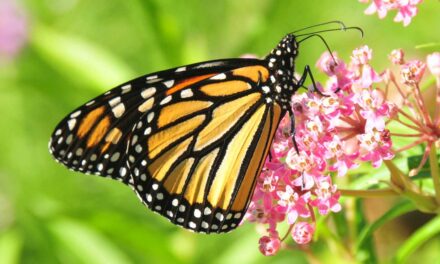 Free Butterfly Gardening Class Next Saturday 