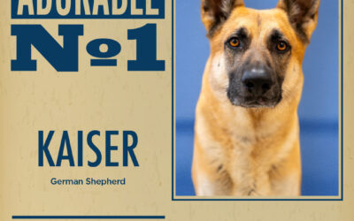 Pet of the Week