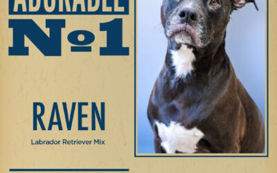 Pet of the Week