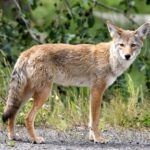 Coyote Sightings Normal for Spring 