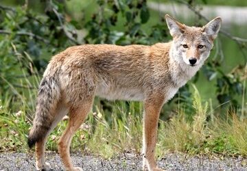 Coyote Sightings Normal for Spring 