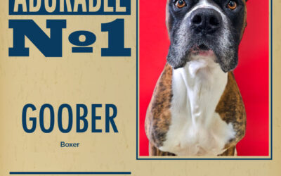Pet of the Week