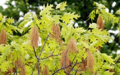 What to Do About Tree “Tassels” 