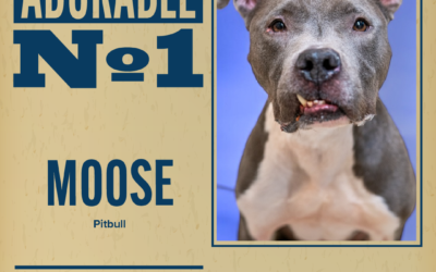 Pet of the Week