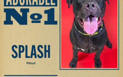 Pet of the Week – Splash
