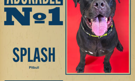Pet of the Week – Splash