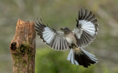 Texas City Nature Challenge Begins this Weekend