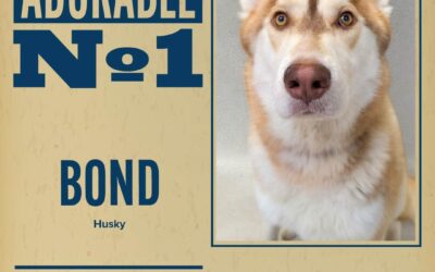 Pet of the Week
