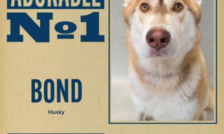Pet of the Week