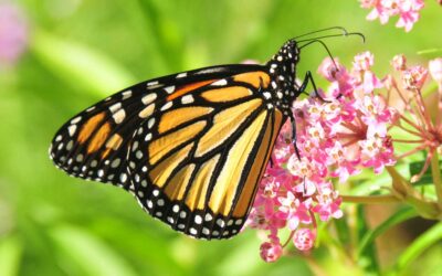 Monarch Migration Underway; City’s Butterfly Gardens are a “Rest Stop”