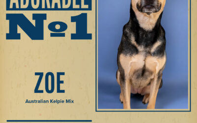 Pet of the Week