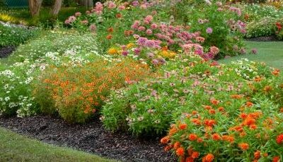 June Garden Tasks 