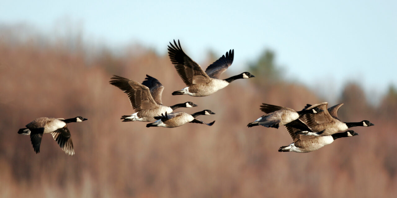“Lights Out” for Migrating Birds through June 15 