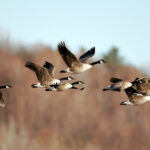 “Lights Out” for Migrating Birds through June 15 
