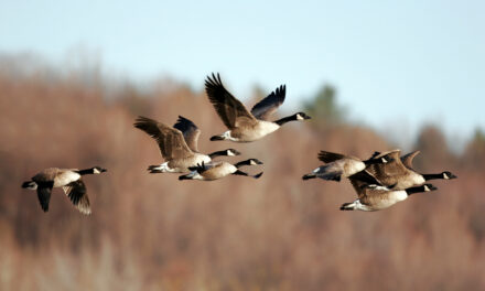“Lights Out” for Migrating Birds through June 15 