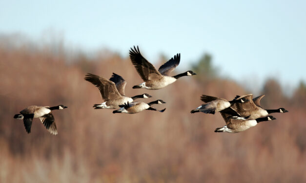“Lights Out” for Migrating Birds through June 15 