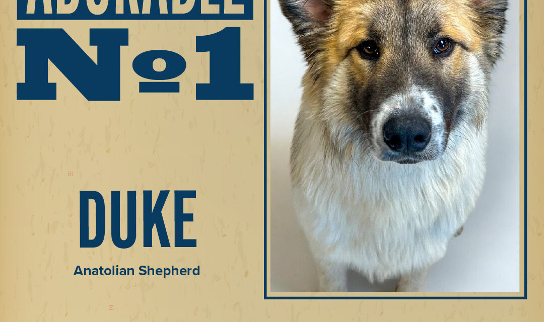 Pet of the Week