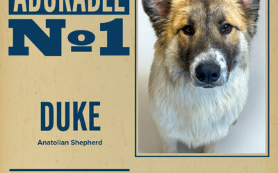 Pet of the Week