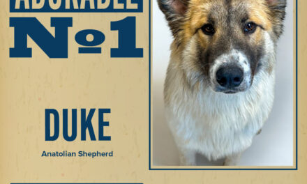 Pet of the Week