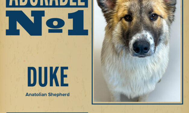 Pet of the Week