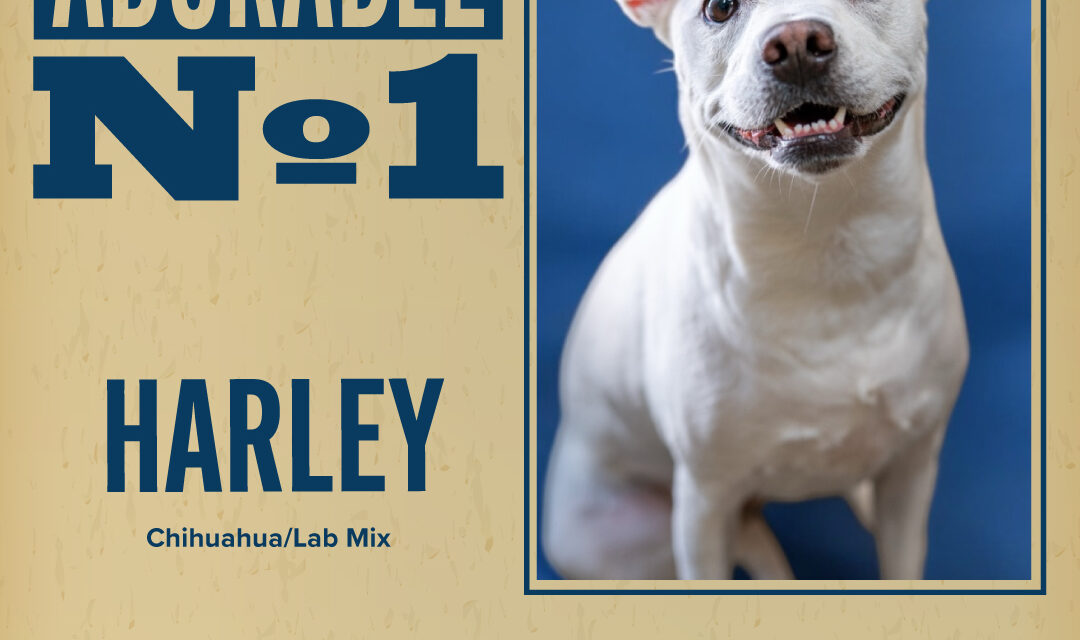 Pet of the Week