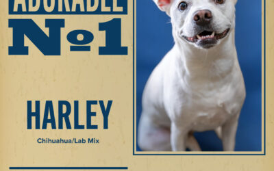 Pet of the Week